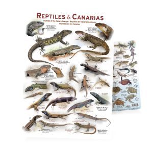 REPTILES DE CANARIAS - lámina encapsulada