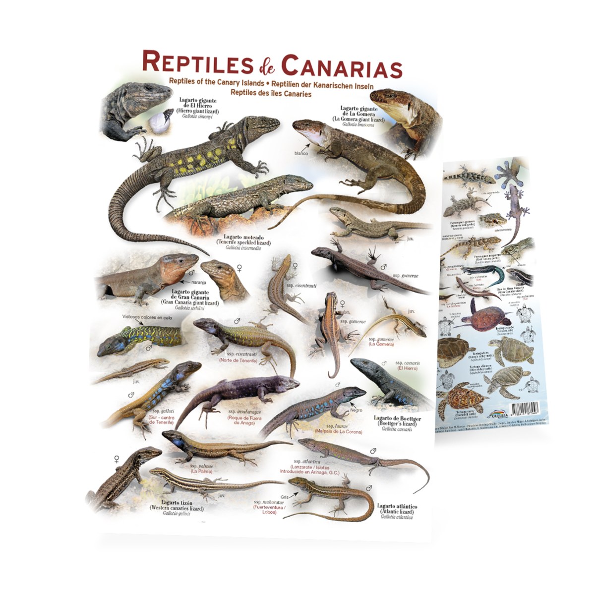 REPTILES DE CANARIAS - lámina encapsulada