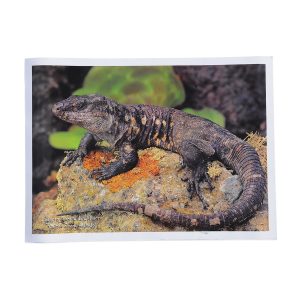 EL LAGARTO GIGANTE DE EL HIERRO - póster