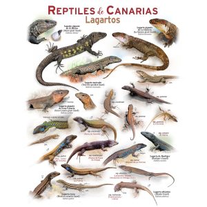 PEQUEÑOS PÓSTERS DE NATURALEZA - Reptiles de Canarias