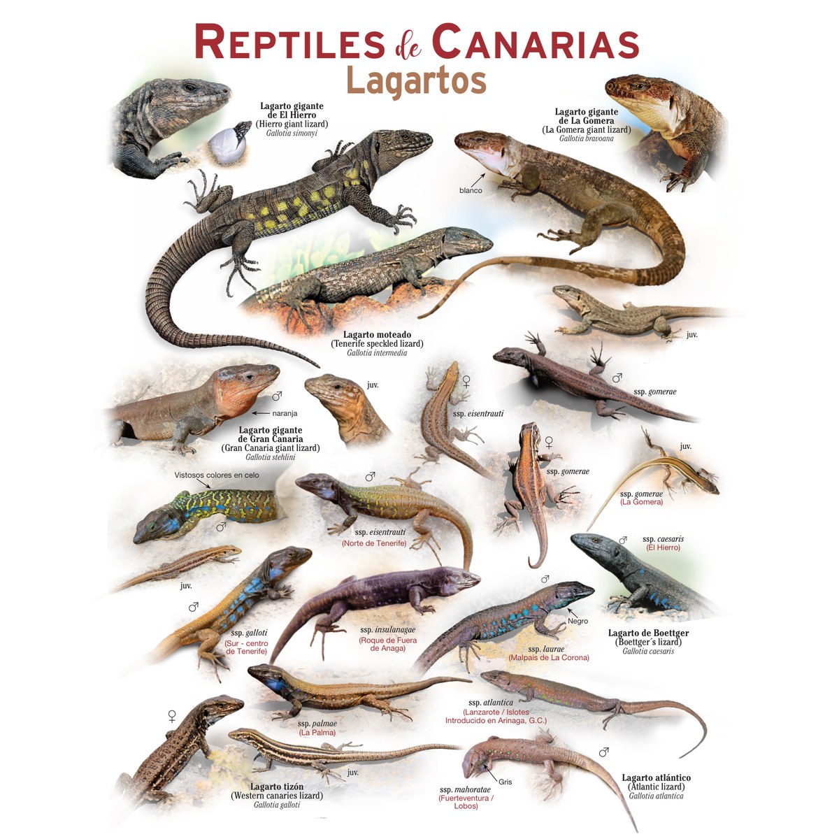 PEQUEÑOS PÓSTERS DE NATURALEZA - Reptiles de Canarias