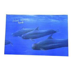 PILOT WHALES TENERIFE - póster