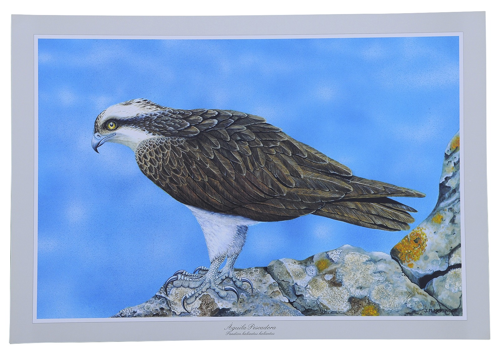 FAUNA CANARIA - carpeta de 12 láminas - Imagen 3