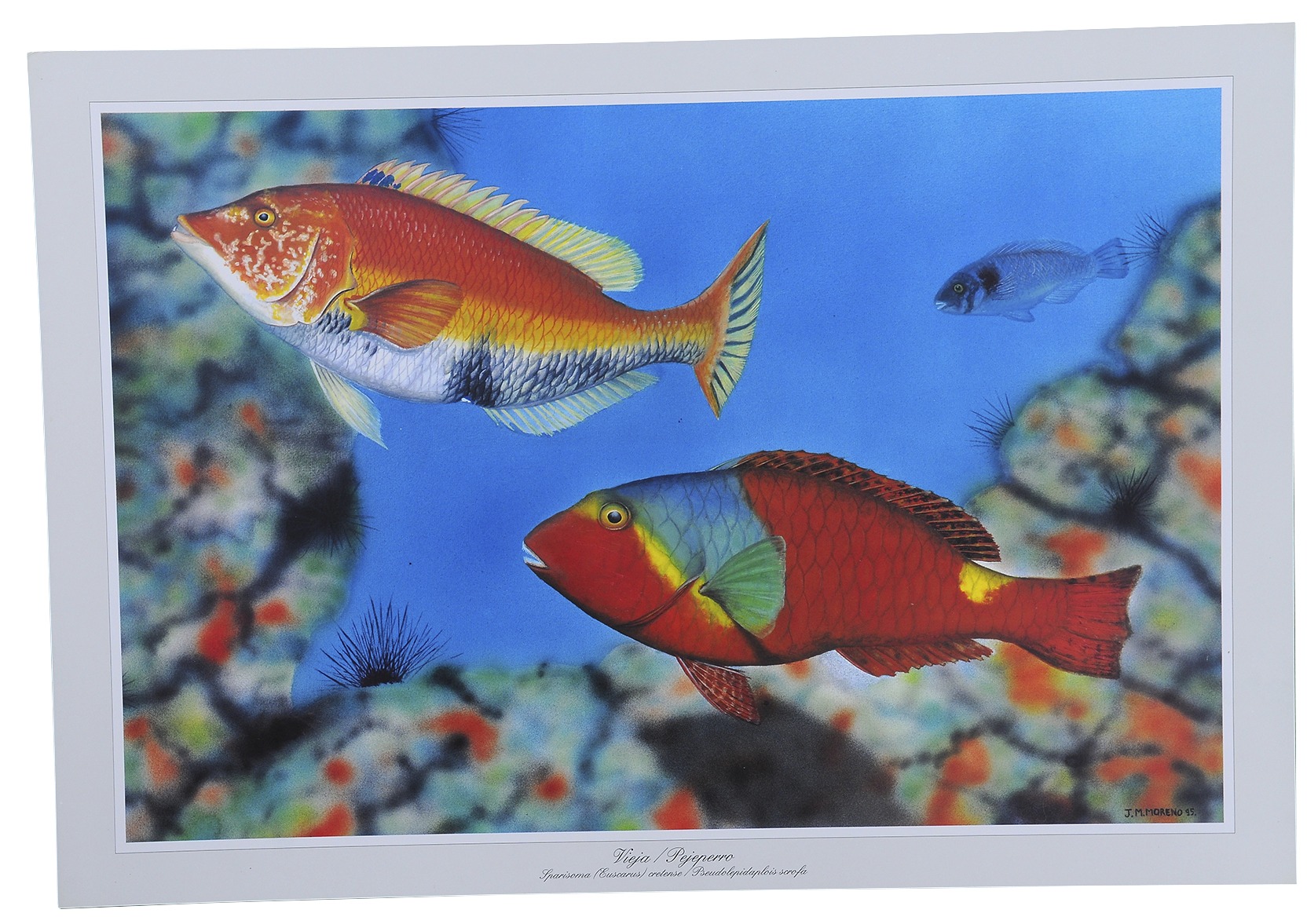 FAUNA CANARIA - carpeta de 12 láminas - Imagen 5