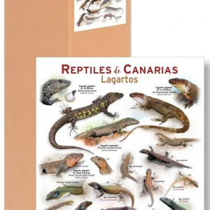 PEQUEÑOS PÓSTERS DE NATURALEZA - Reptiles de Canarias (en cajita de cartón)